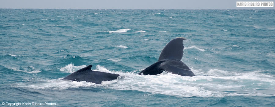 baleias arraial d'ajuda